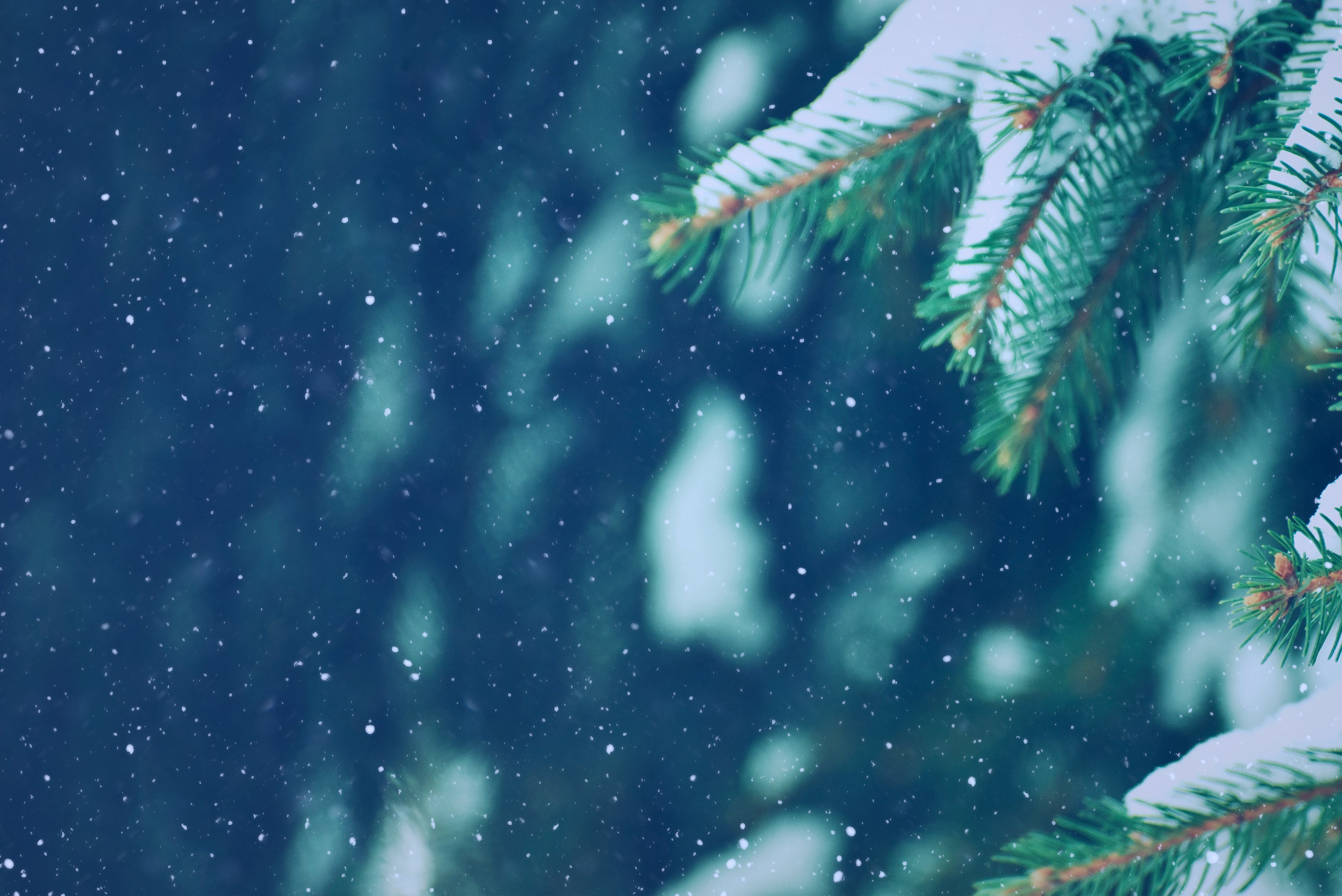 Snow covered pine tree branches and snow flurries